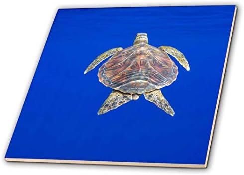 3dRose на Хаваите, на Големия остров, Зелена Морска костенурка - US12 PSO0046 - Пол Souders - теракот, 6 инча