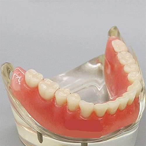 Образователна модел RRGJ, Модел на Грижа За зъбите - Модел на зъбите на Възрастен Анатомическая Модел на Зъбите