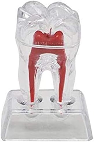 Образователна Модел RRGJ, 2 бр Стоматологичен Модел на Зъби - Модел на Подвижни Зъби Анатомическая Модел на